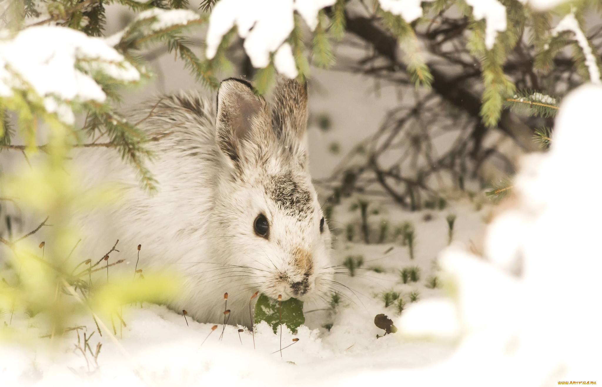 Животные перед зимой. Заяц Беляк зима. Звери зимой. Звери в зимнем лесу. Зайчик зимой.